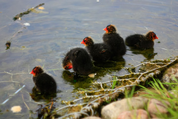 Duck and ducklings