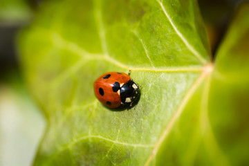 Ladybug on a leaf