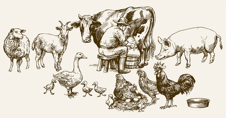 Farmer milking his cow. Farm animals.