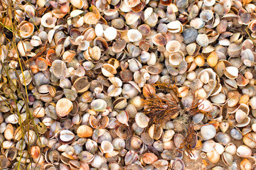 Background of seashells. The photo was taken November 11, 2016 on the shores of the Sea of Azov....