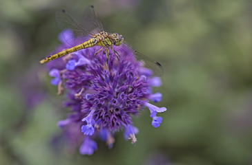 the beauty of a dragon