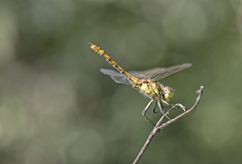 the beauty of a dragon