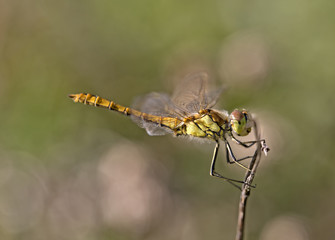 the beauty of a dragon