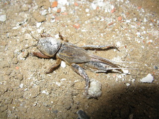 insects