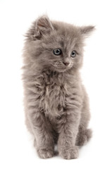 gray kitten