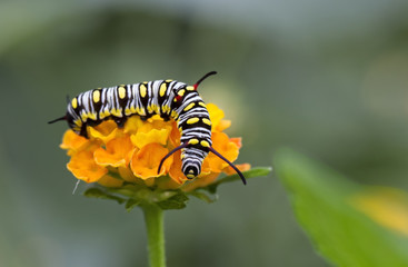 little nature