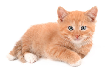 ginger kitten