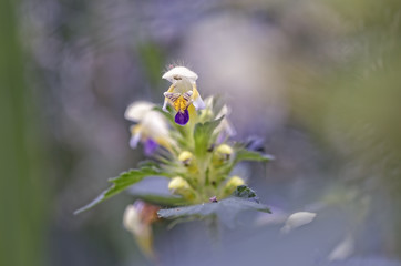 moments of nature