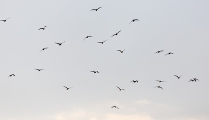 a flock of seagulls in the sky at sunset