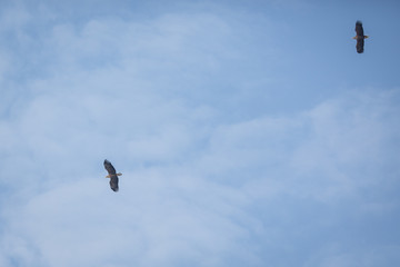 Two sea eagles in flight hign in the sky