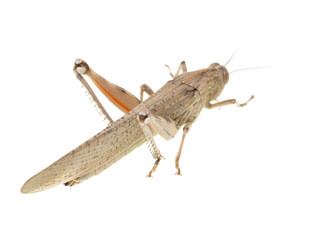 grasshopper on a white background