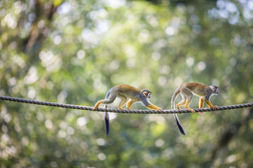 Common Squirrel Monkey (Saimiri sciureus; shallow DOF)