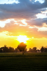 Lonely tree at the empty field with sunrise