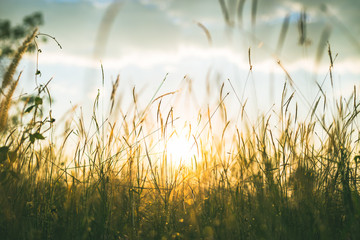 Fresh morning dew on spring grass, natural background