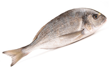 sea bream