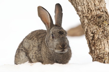 Wild rabbit into the snow
