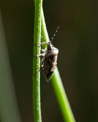 beetle skunk in nature. macro