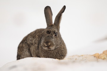 Wild rabbit into the snow © Paolo