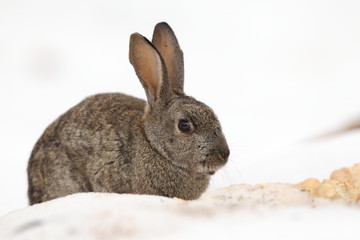 Wild rabbit into the snow