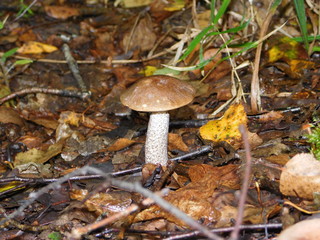 forest mushrooms