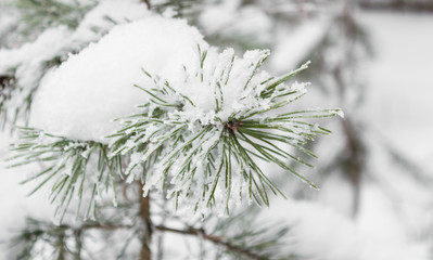 Branch of a coniferous tree with needles and snow.