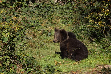Brown bear into the forest