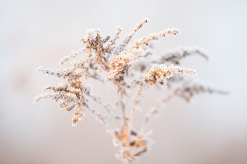 hoarfrost on plants in the early morning 