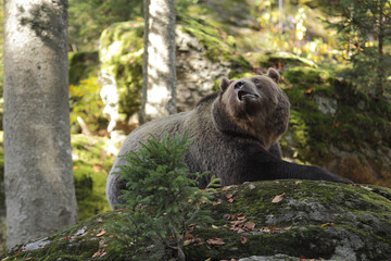 Brown bear into the forest