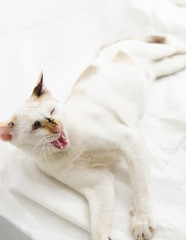 Cute cat is sleeping On a white background Soft-focus image.