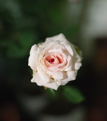 White Rose