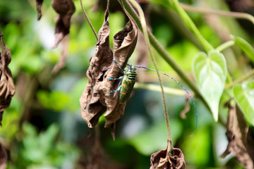 Farbenfrohes Insekt in freier Natur in Ghana Westafrika