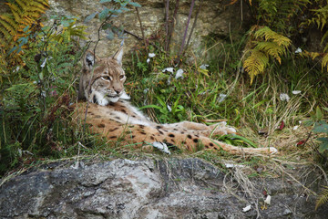 eurasian Lynx