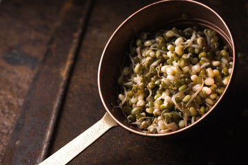 Sprouting mung beans in a colander on the metal table