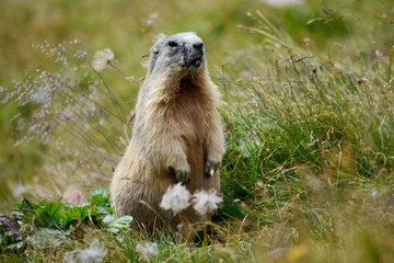 Marmotta fuori dalla tana