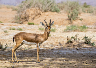 Fototapeta premium Dorcas gazelle (Gazella dorcas) inhabits nature desert reserve near Eilat, Israel Expanding human civilization in the Middle East is a major threat to populations of this species 