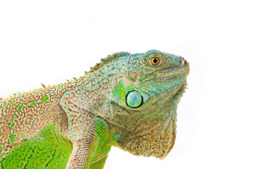 one green iguana lizard .reptile sit on white background
