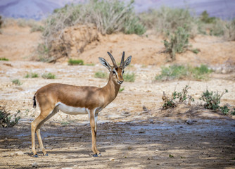 Dorcas gazelle (Gazella dorcas) inhabits nature desert reserve near Eilat, Israel
Expanding human...