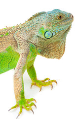 one green iguana lizard .reptile sit on white background
