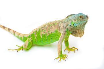 Obraz premium one green iguana lizard .reptile sit on white background
