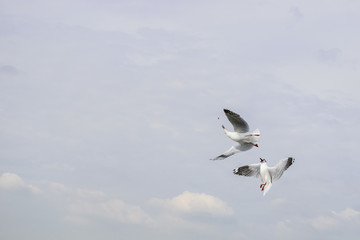 Feeding seagulls in the evening at the sea