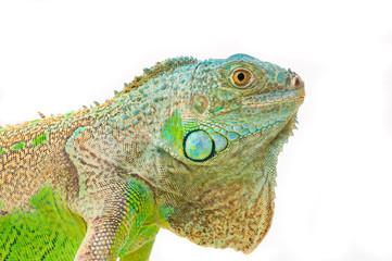 Fototapeta premium one green iguana lizard .reptile sit on white background
