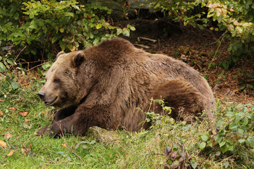 Obraz na płótnie Canvas Brown bear into the forest