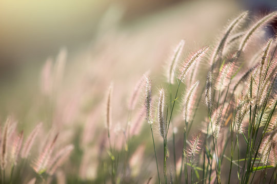 Flower Grass In The Wind