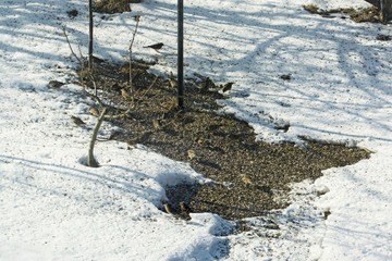 Birds feeding on the ground in the snow.