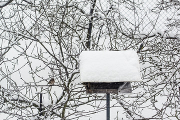 Birds on the feeder in winter.