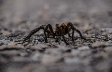 spider