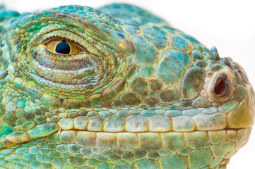 Fototapeta premium one green iguana lizard .reptile muzzle closeup
