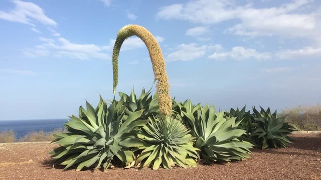 Drachenbaum-Agave auf Teneriffa
