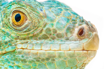 one green iguana lizard .reptile muzzle closeup