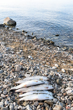 Baikal omul (Coregonus migratorius) on background of lake shoreline